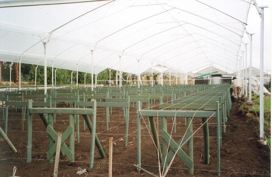 bancos para enraizar mesa mesón armazón tableros camilla estructuras maderas plásticas maderplast cultivos tecnificados viveros plantaciones reforestadores propagadores cultivadores plantas 002 bancos para enraizar mesa mesón armazón tableros camilla estructuras maderas plásticas maderplast cultivos tecnificados viveros plantaciones reforestadores propagadores cultivadores plantas 002 01 bancos para enraizar mesa mesón armazón tableros camilla estructuras maderas plásticas maderplast cultivos tecnificados bancos para enraizar mesa mesón armazón tableros camilla estructuras maderas plásticas maderplast cultivos tecnificados viveros plantaciones reforestadores propagadores cultivadores plantas 002 viveros plantaciones reforestadores propagadores cultivadores plantas 002